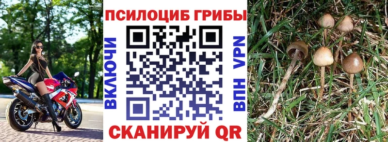 Галлюциногенные грибы Cubensis  Нижневартовск 